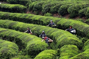 茶园梦想（茶园梦想）
