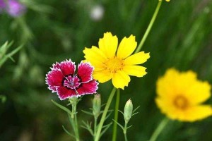 WalkingandFlowersBlossom:AStoryofUnexpectedBeauty