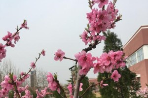 一个普通的小镇，因为大家的努力变得越来越美好（一个普通的小镇，因为大家的努力变得越来越美好）