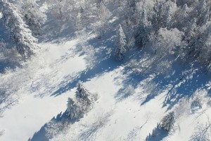 雪花飘落时（冬日美丽景象）