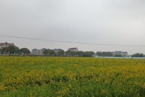 春天的礼物（那一份温暖，那一份希望）