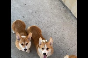快乐无忧的人生