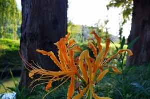 彼岸花开（一场怨恨与宽容的对话）