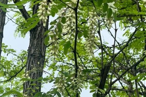 春天的花朵（花儿开放的季节）