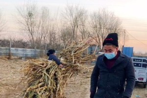 雪中的温馨（一场大雪，一幅和谐的乡村画卷）