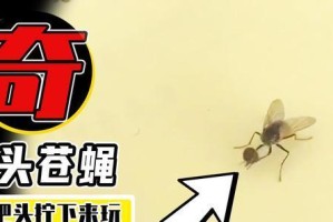 有一只无头苍蝇（它的生命却从未停止）