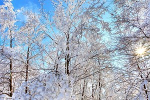 雪地寻找（一个人在雪地中寻找自己）