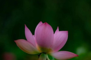 淡淡的荷花清香（一个探寻“清香”背后故事的小男孩）