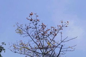 等待爱情的花季少女（那些年，我等待爱情的岁月）