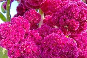 花儿的故事（傲然挺立的花）