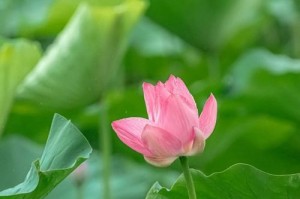 夏雨时分（雨中寻找自我的女孩）