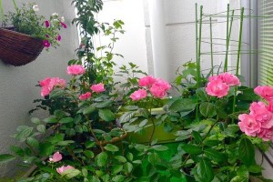 那些被芬芳承载的记忆（一缕芬芳，一段故事）