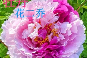 诚信之花（用诚信去温暖人心）