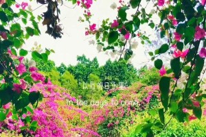 走着走着花就开了（踏上征程，不想倦怠）