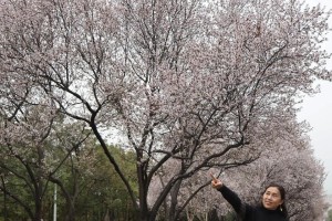 春天之梦（留恋花开的时光）
