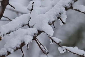 滋味人生（一颗甜酸苦辣的心）