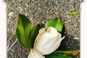 气质芳华——英姿不退（以挥之不去的英姿书写人生）