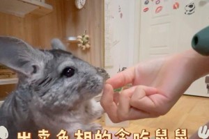 当陪伴成为最珍贵的礼物（当陪伴成为最珍贵的礼物）