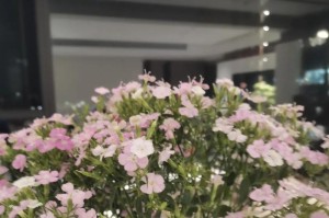 拼搏与坚持，成就辉煌（一个贫穷男孩的逆袭之路）