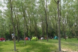 在森林公园的一天——一次与自然亲密接触的旅程（欣赏大自然的美丽与和谐，让心灵回归宁静）