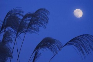 故乡的月亮（那从未离开我的记忆）