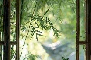 夏雨之美：一场盛大的自然交响