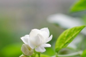 青春岁月里的花开花落（青春岁月里的花开花落）