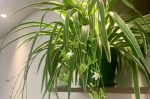 吊兰的故事（探寻人与植物的真情）