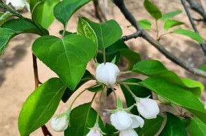 春天的芬芳（人间四月天，春意盎然）