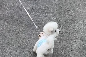 战胜粗心的我（奋斗成就自己）