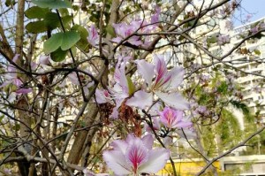 人间四月芳菲尽，山寺桃花始盛开（人间四月芳菲尽，山寺桃花始盛开）