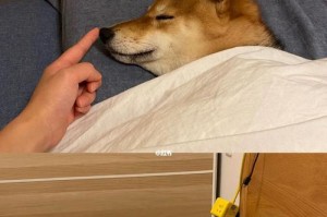 深情厚谊（我与小狗之间的故事）