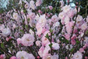 花香四溢，梦回花海（一段故事，穿越时空）