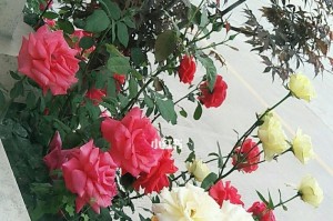 清香的故事（寻找永恒的芬芳）