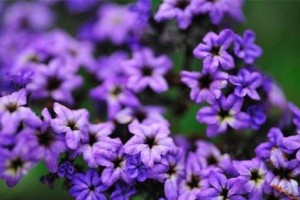 芬芳浸润生命（当花香遇见青春）