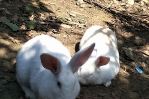 小白兔的奇幻冒险：一只兔子的成长