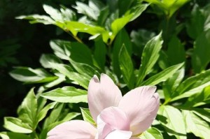 《春意盎然》——以承接着春的生机为主题