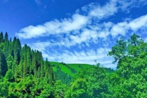当神秘的森林与人类相遇（当神秘的森林与人类相遇）