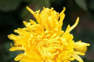 菊花之恋（爱情，坚持，婚姻）