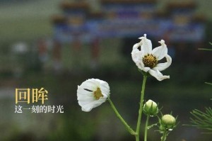 坚持的美