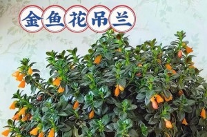 吊兰盛开的故事（情感的芬芳与生命的美好）