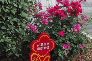 文明之光：一个小镇的崛起与繁荣