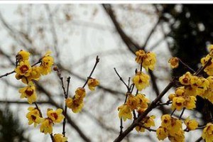 芦花香如故（那年我们相遇了）