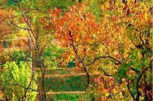 我爱秋天：怡人的季节美景