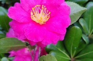 花落雪困（寻找冬夜里的花）
