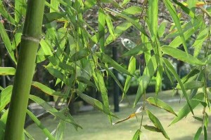 时光荏苒，岁月如歌（一段爱恨情仇的故事）