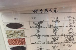 种植诚信的果实（以真诚为灌溉，以正直为基石）