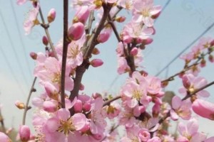 春暖花开：一个春天的故事