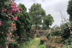 绿草如茵（欣赏山间草原的壮丽景色）