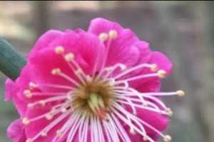 生机喜悦（重生的花园）